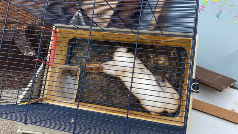 In Nîmes, the corpse of a rabbit in its cage thrown away with the trash