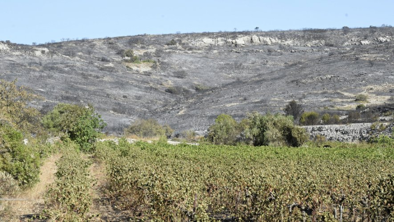 Fire in the Gardiole massif: the crucial role of vines in slowing the spread of fire