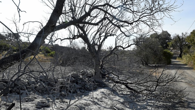 "Fire jumps of several hundred meters": how firefighters controlled the fire in the Gardiole massif