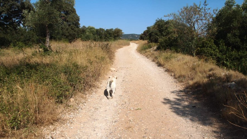 She walks her chihuahua near Montpellier: a German shepherd appears and devours him while he is in her arms