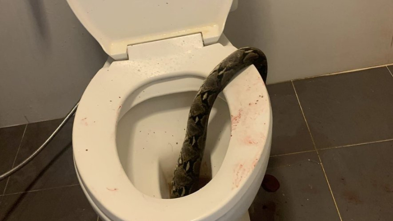 "I felt something": Sitting on the toilet, man gets his testicles bitten by a python and defends himself with the brush