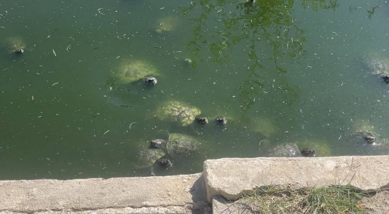 Passion Tortues : Un refuge qui soigne et accueil 1200 tortues à Vergèze