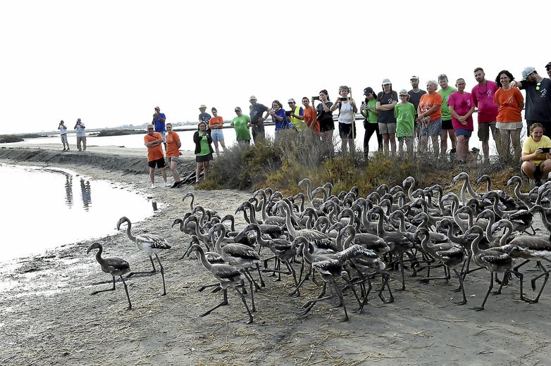 VIDEO. Ringing of young flamingos in Aigues-Mortes: what does this vast operation carried out at Salins du Midi consist of ?