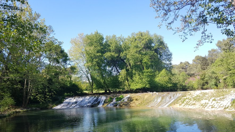 Cyanobacteria alert on the Lez, the Méjean pond and the Salagou lake