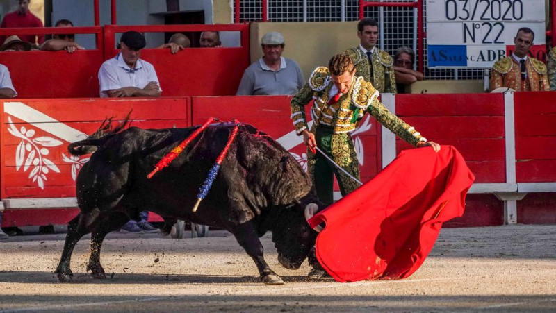 Aux arènes de Saint-Gilles, deux oreilles pour les adieux de Thomas Joubert, mais les toros gâchent la fête