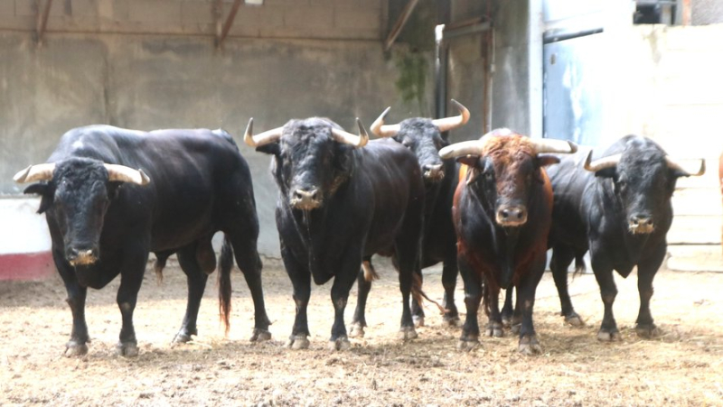 Feria de Béziers : Santiago Domecq, le meilleur élevage actuel