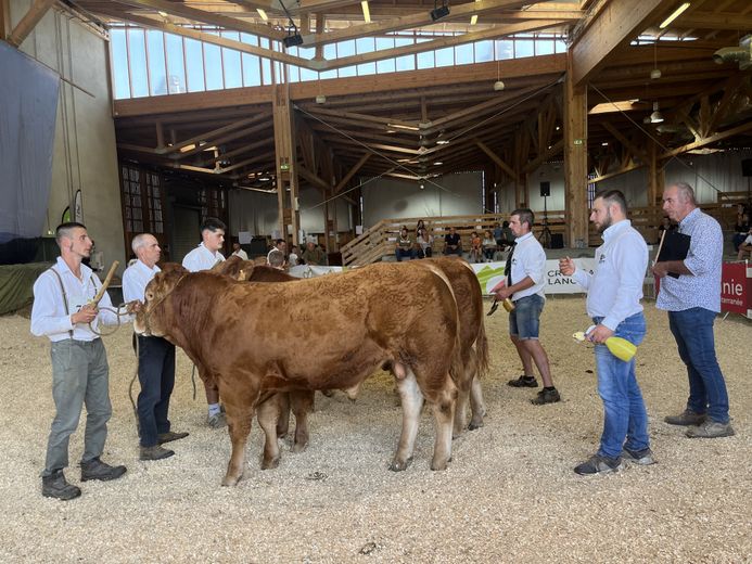 In Aumont-Aubrac, more than two hundred sheep and cattle gathered during the Qualiviande departmental agricultural competition