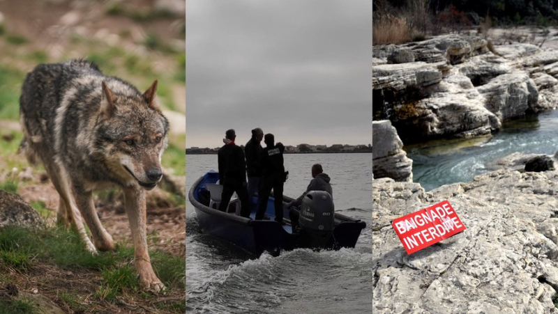 Deux randonneurs observent un loup, le pêcheur condamné menacé, promenades à risque : l’essentiel de l’actualité en région