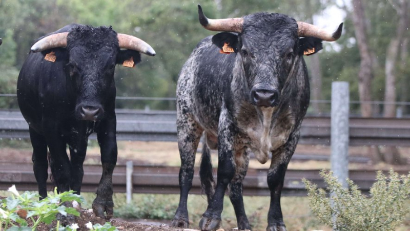 Discovery of the Provençal ganaderia of Turquay, the French Buendia