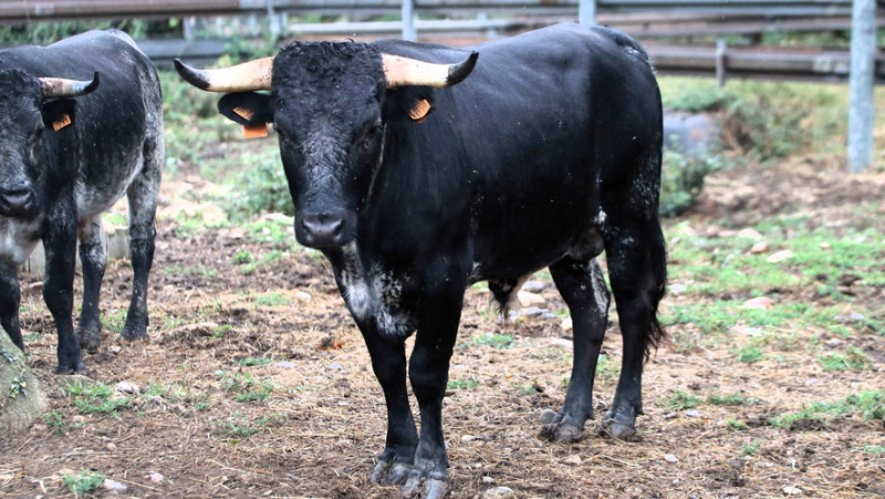 Découverte de la ganaderia provençale de Turquay, les Buendia français