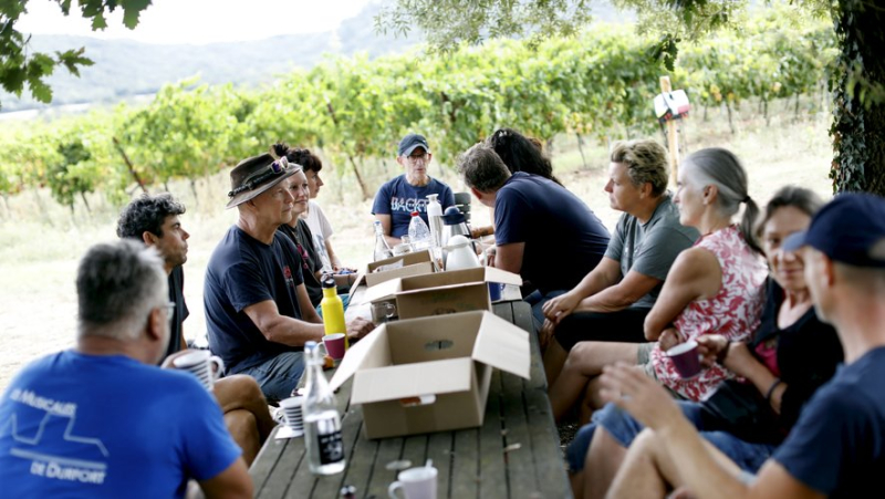 Saint-Félix-de-Pallières: at the Mazelet farmhouse, the vine sings