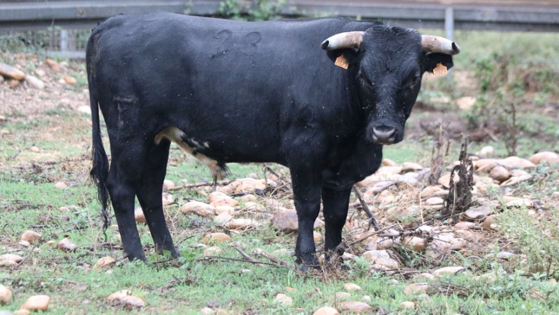 Découverte de la ganaderia provençale de Turquay, les Buendia français