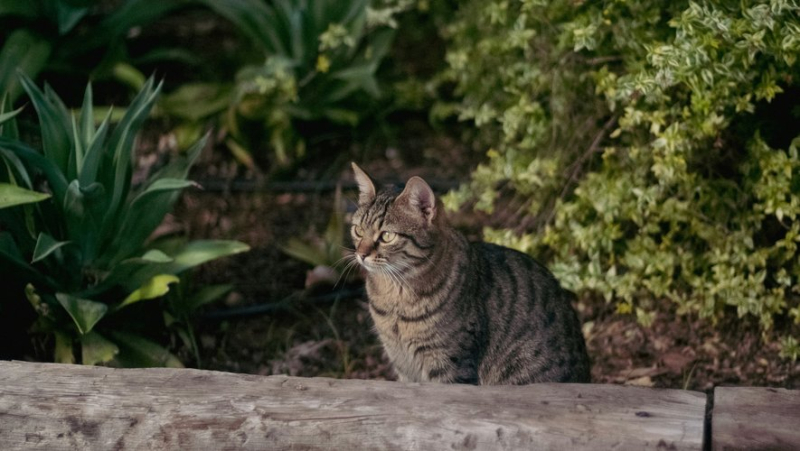 Cat found hanged, hung "like a trophy" on a wall: suspected neighbor taken into custody before being released