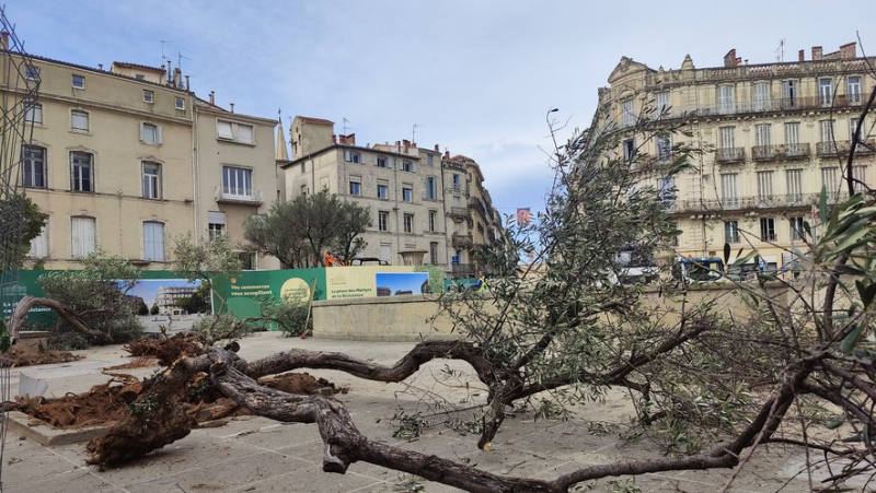 Arbres déracinés place de la Préfecture à Montpellier : que vont devenir les trois oliviers et le micocoulier après les travaux