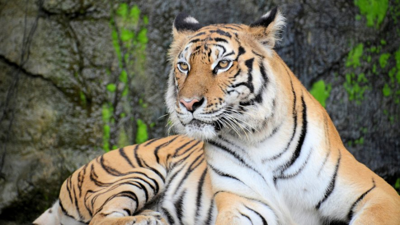 Trois tigresses et trois lionnes d’un cirque vivaient en permanence dans un camion : les fauves saisies en raison de leur mauvais traitement