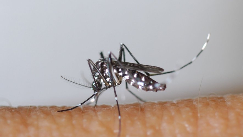 "A resident of Baillargues hospitalized": after a confirmed case of human infection, the West Nile virus is circulating in Hérault