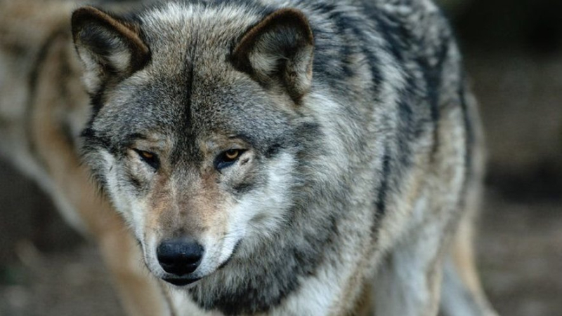 "As long as the attacks continue, the fight continues...": Cercle 12 breeders satisfied with possible lowering of wolf protection in Europe