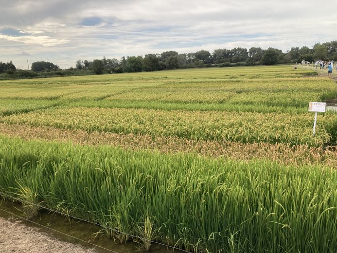 The first robot for large-scale crops, presented to rice farmers in Camargue