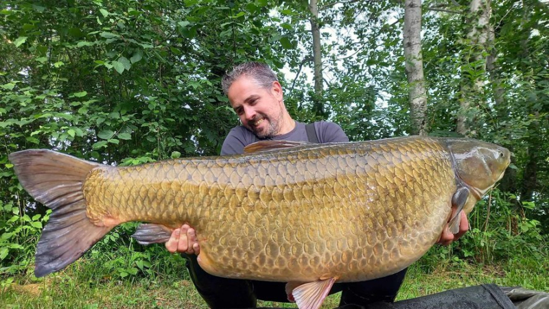 "Impressive massive build": a carp weighing over 40 kilos caught in a lake in France