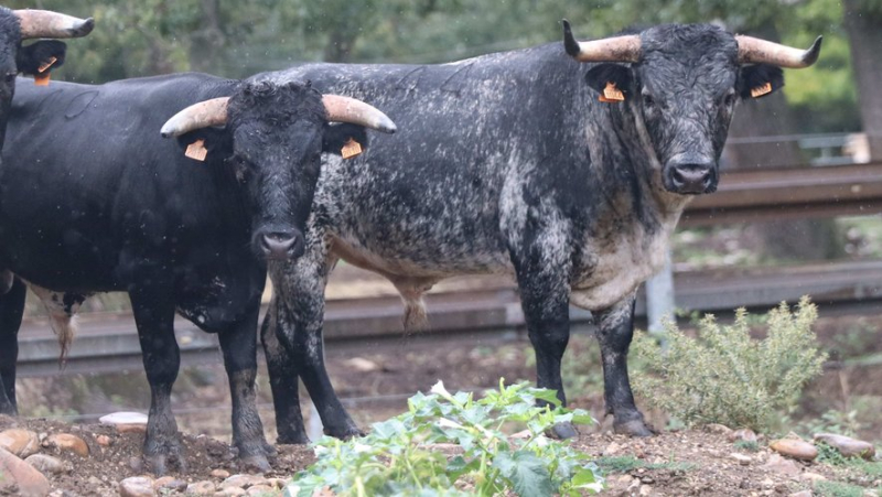 Discovery of the Provençal ganaderia of Turquay, the French Buendia