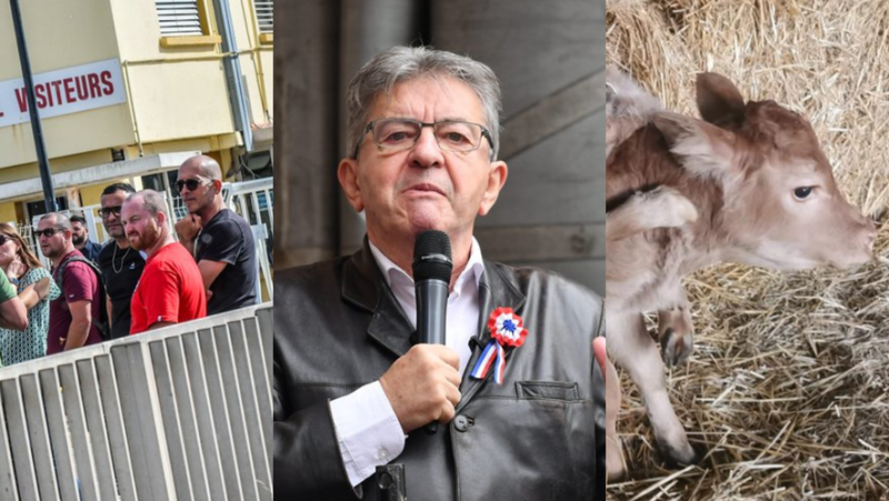 The six-legged calf has grown up, Mélenchon in Lozère and a vote for Ukraine... the essential news in the region