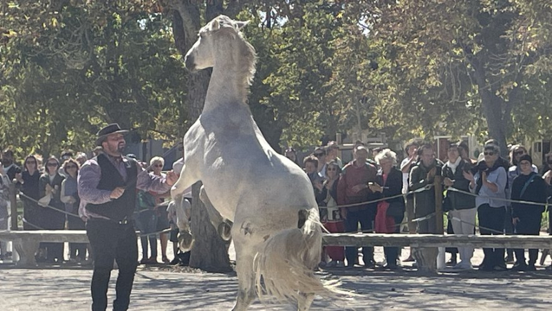 Un spectacle équestre tout simplement Camarguissimo