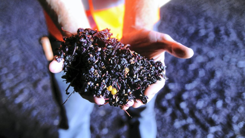 Harvest: the marc season is in full swing in Hérault