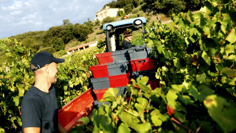 Saint-Félix-de-Pallières: at the Mazelet farmhouse, the vine sings