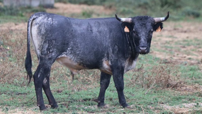 Découverte de la ganaderia provençale de Turquay, les Buendia français