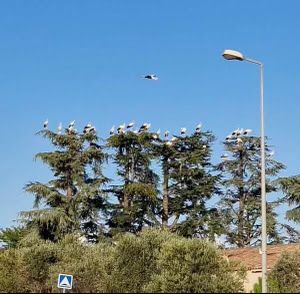 Several dozen storks spotted in the Gard this back-to-school week