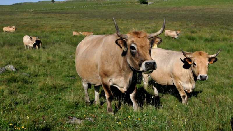 The most beautiful Lozère cows of the Aubrac breed will be in competition this Saturday in Nasbinals