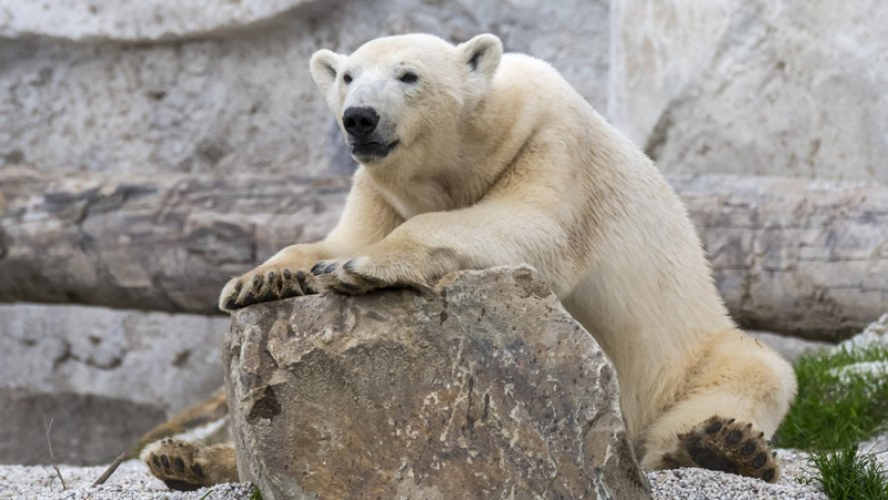 Lost polar bear shot dead by police in Iceland: protected species not seen for 8 years