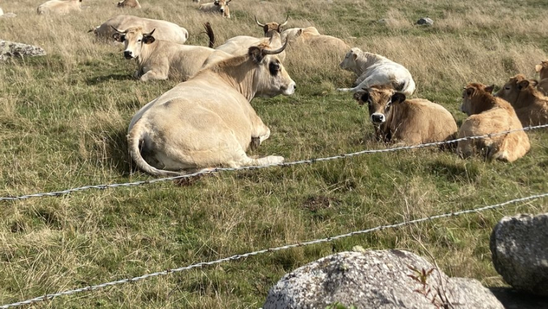 Fodder trees considered on Aubrac to feed cows during critical periods