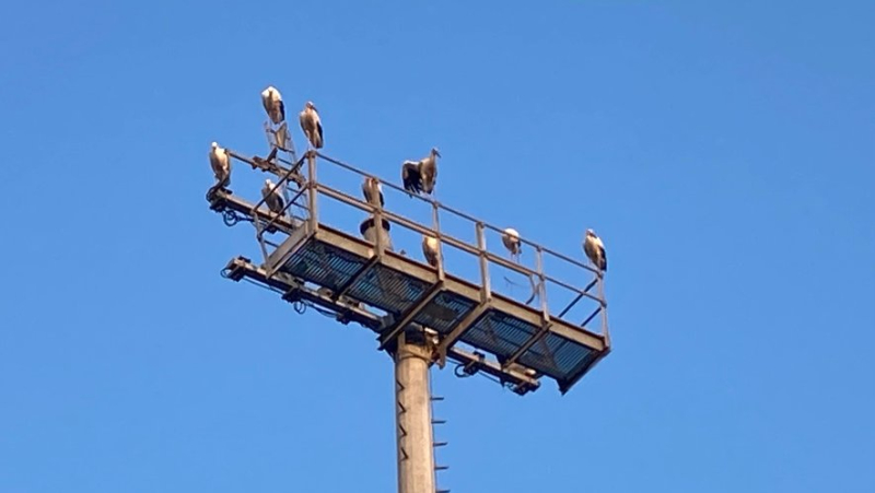 Unusual: the colony of storks settles on the roof of a church in Montpellier