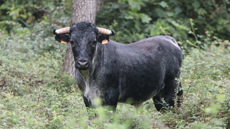 Discovery of the Provençal ganaderia of Turquay, the French Buendia