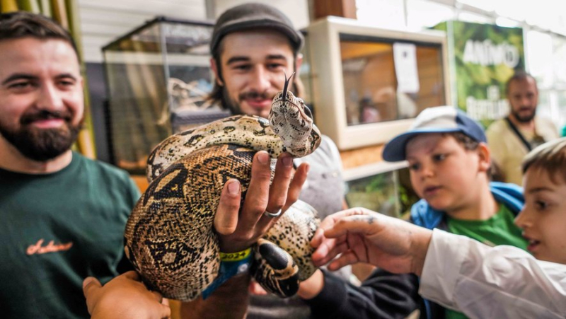 Serpents, araignées et tortues font leur retour au Parc des expositions de Nîmes à l'occasion de la 26e édition des Reptiliades