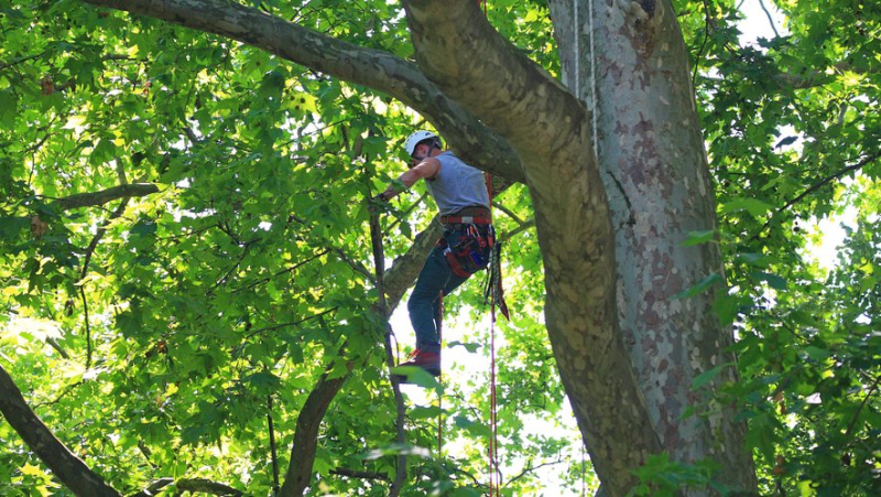 Drame en pleine journée de travail : un employé d'une société d'abattage meurt écrasé par un arbre