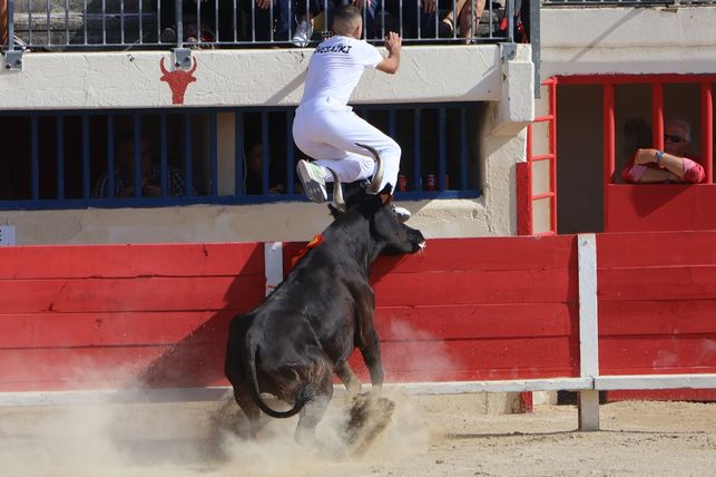 Le Grau-du-Roi: Gold at Galante, Silver at Macarena - Sola, Taïeb, Ranc, the white trio