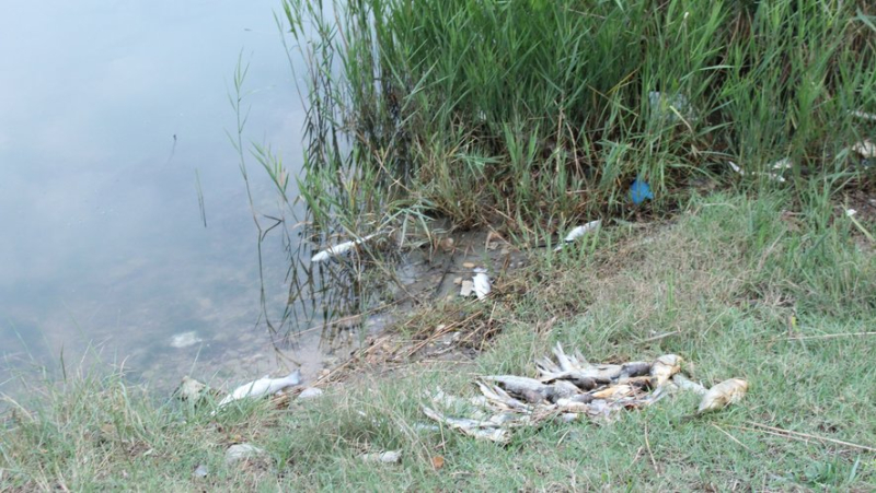 In Aigues-Mortes, dead fish in the Rhône-Sète canal but still no explanation.