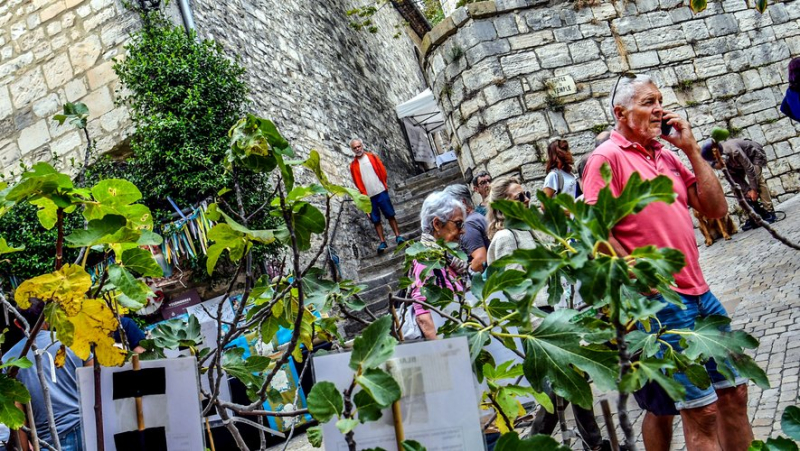 Fig days in Vézénobres: a Sunday, September 22, marked by uncertainty due to the weather