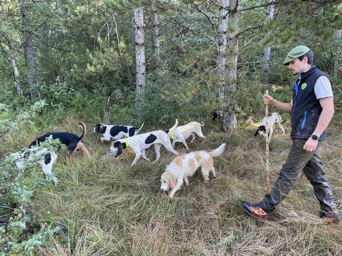 In the footsteps of a team specializing in hare hunting with sticks on the Sauveterre causse