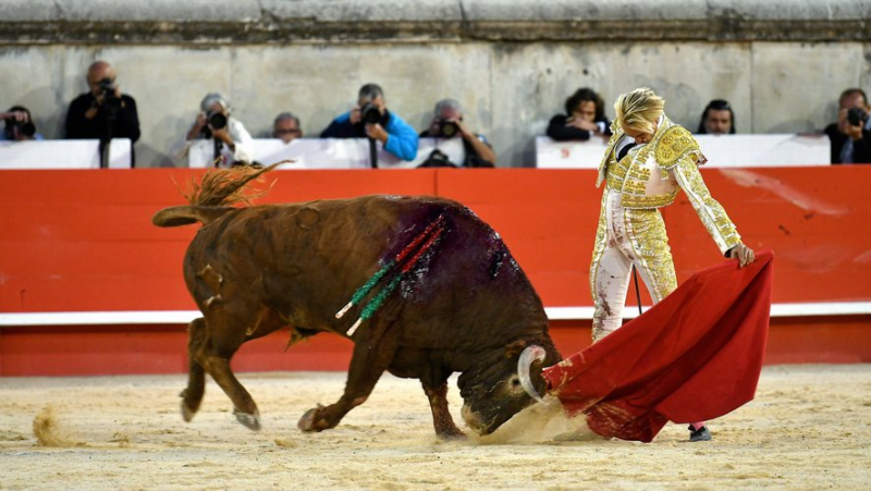 Feria des vendanges à Nîmes : deux oreilles pour la consécration de Lalo de Maria