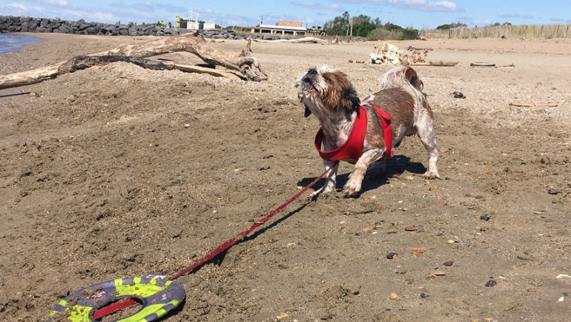 Agde : une matinée dédiée aux chiens sur la plage de la Tamarissièree