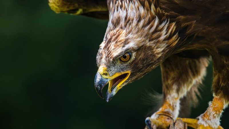 A "unique" case: a golden eagle that has gone completely mad is terrorizing the skies of Norway and multiplying attacks