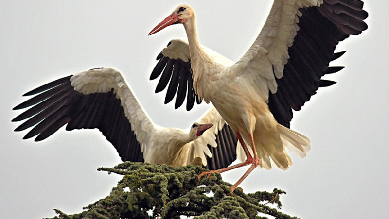 Several dozen storks spotted in the Gard this back-to-school week