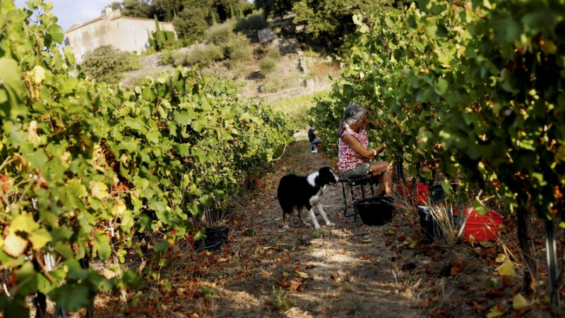 Saint-Félix-de-Pallières: at the Mazelet farmhouse, the vine sings