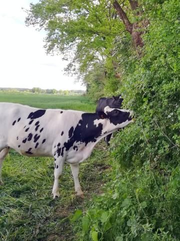 Fodder trees considered on Aubrac to feed cows during critical periods