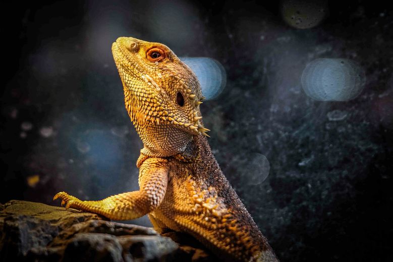 Serpents, araignées et tortues font leur retour au Parc des expositions de Nîmes à l'occasion de la 26e édition des Reptiliades