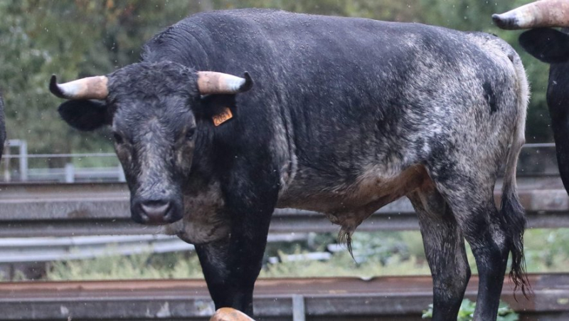 Découverte de la ganaderia provençale de Turquay, les Buendia français