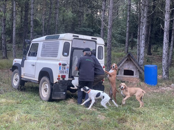 In the footsteps of a team specializing in hare hunting with sticks on the Sauveterre causse